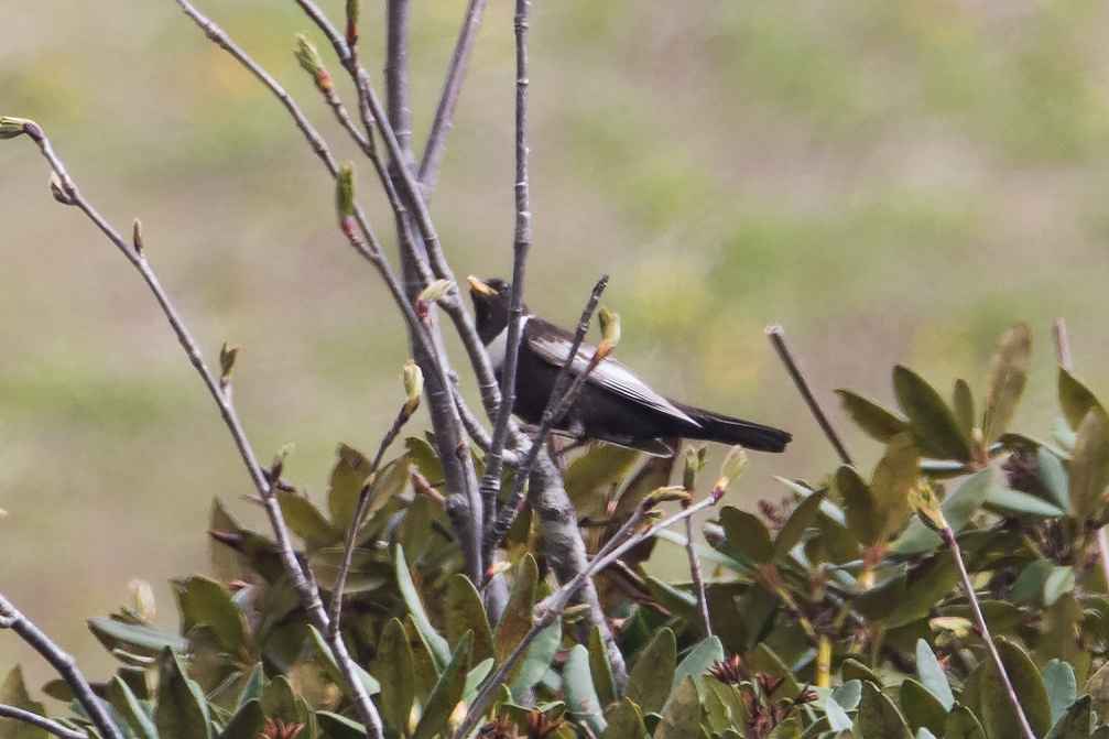 Ring Ouzel